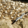 Terej australsky - Sula serrator - Australian Gannet - takapu 9654